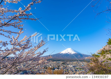 [Spring Material] Mt. Fuji and Cherry Blossoms as Seen from Arakurayama Sengen Park [Yamanashi Prefecture] 134938197