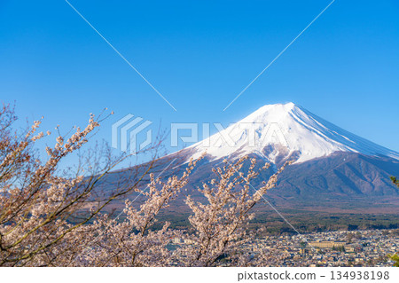 [Spring Material] Mt. Fuji and Cherry Blossoms as Seen from Arakurayama Sengen Park [Yamanashi Prefecture] 134938198
