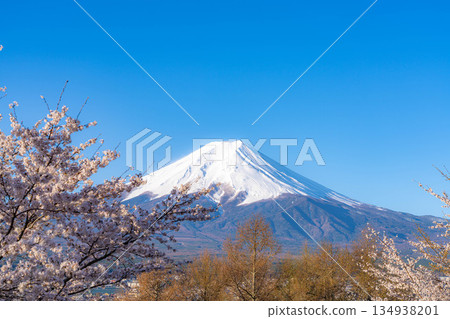 【春季素材】從荒倉山淺間公園看到的富士山和櫻花【山梨縣】 【春季素材】從荒倉山淺間公園看到的富士山和櫻花【山梨縣】 134938201