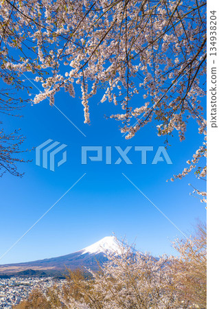 【春季素材】從荒倉山淺間公園看到的富士山和櫻花【山梨縣】 134938204