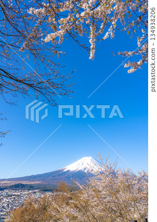 【春季素材】從荒倉山淺間公園看到的富士山和櫻花【山梨縣】 【春季素材】從荒倉山淺間公園看到的富士山和櫻花【山梨縣】 134938206