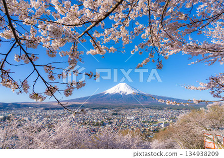 【春季素材】從荒倉山淺間公園看到的富士山和櫻花【山梨縣】 134938209