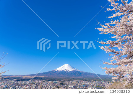 [Spring Material] Mt. Fuji and Cherry Blossoms as Seen from Arakurayama Sengen Park [Yamanashi Prefecture] 134938210