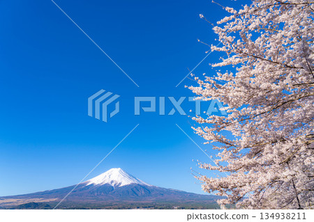 [Spring Material] Mt. Fuji and Cherry Blossoms as Seen from Arakurayama Sengen Park [Yamanashi Prefecture] 134938211