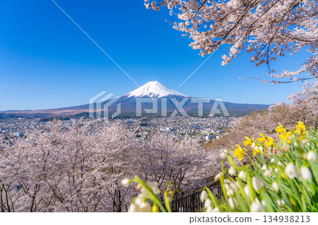 【春季素材】從荒倉山淺間公園看到的富士山和櫻花【山梨縣】 134938213