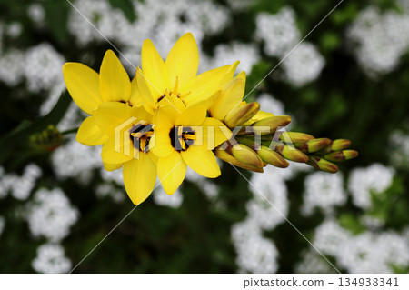 Ixia maculata yellow Ixia maculata yellow 134938341