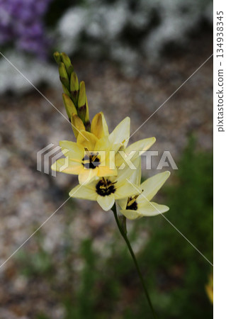 Ixia maculata yellow Ixia maculata yellow 134938345