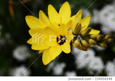 Ixia maculata yellow Ixia maculata yellow 134938346