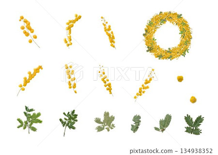 壓制含羞草花材，包括枝條、花朵和葉子的各種獨立部件，白色背景 134938352