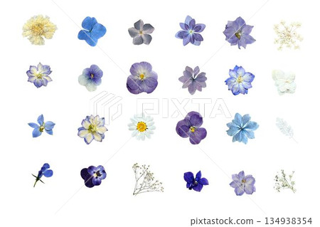 Pressed flowers in blue, purple, and white, a set of individual flower parts on a white background, specimen-style collection Pressed flowers in blue, purple, and white, a set of individual flower parts on a white background, specimen-style collection 134938354