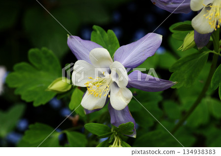 Columbine aquilegia 134938383