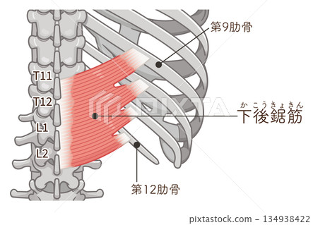 Illustration of the serratus posterior inferior muscle 134938422