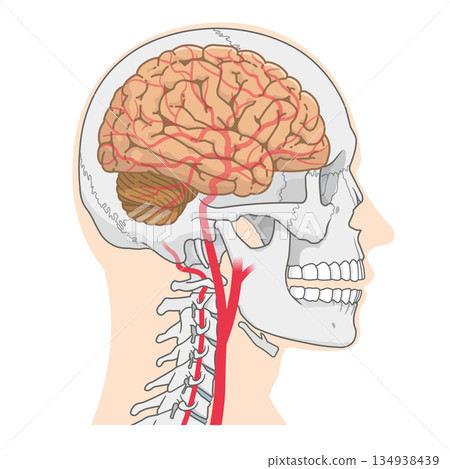 Arteries of the brain, illustration 134938439