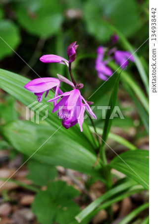 pretty purple orchid pretty purple orchid 134938442