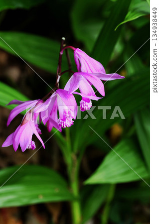 pretty purple orchid pretty purple orchid 134938449