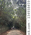 The approach to the sake line Isomae Shrine 134938459