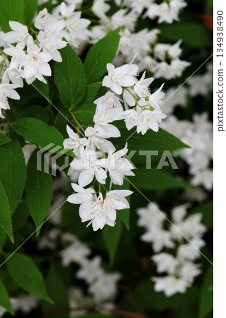 Flower blossoms Flower blossoms 134938490