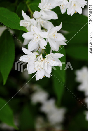 Flower blossoms Flower blossoms 134938491