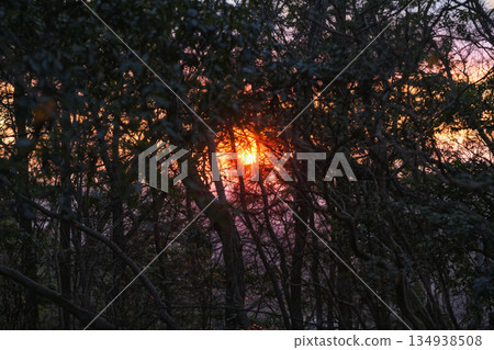 A crimson sunset seen through the trees 134938508