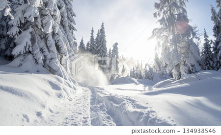 Mysterious frost-covered trees spread across the winter forest Mysterious frost-covered trees spread across the winter forest 134938546
