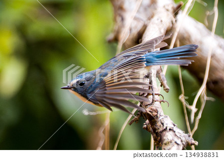 一隻藍白相間的鶲正要從樹枝上跳下來。 134938831