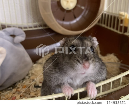 Hamster looking at you Hamster looking at you 134938851