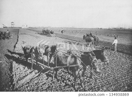 一張攝於 1916 年美國南部的老照片,展示了拖拉機普及之前,人們使用騾子進行大規模耕作的情景。 一張攝於 1916 年美國南部的老照片,展示了拖拉機普及之前,人們使用騾子進行大規模耕作的情景。 134938869