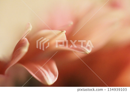 Soft-colored flower photo | Pink gerbera 134939103