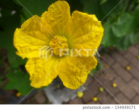 Loofah flowers 134939171