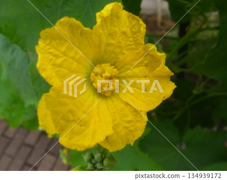 Loofah flowers 134939172