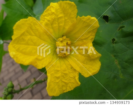 Loofah flowers 134939173