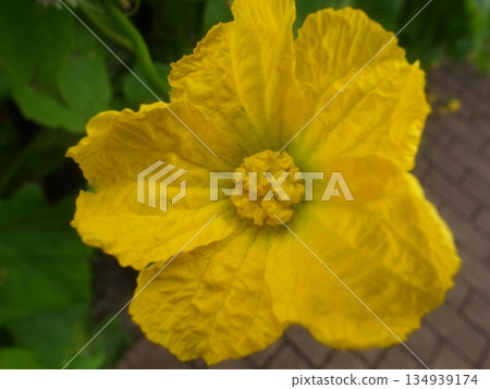 Loofah flowers 134939174