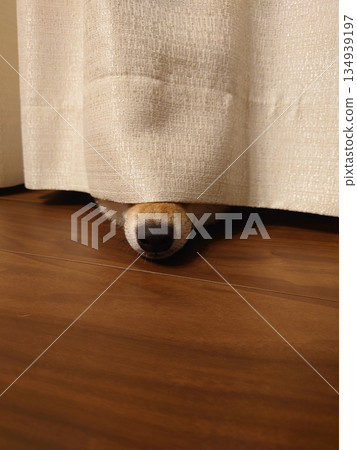 Shiba Inu hiding behind the curtains Shiba Inu hiding behind the curtains 134939197