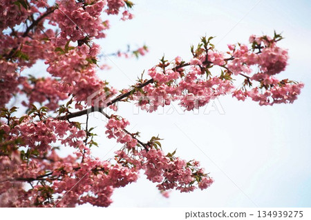 Kawazu cherry blossoms in full bloom 134939275
