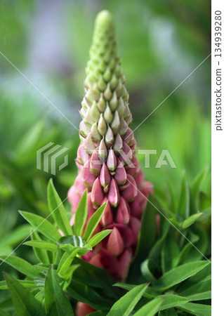 羽扇豆花開始變色 134939280