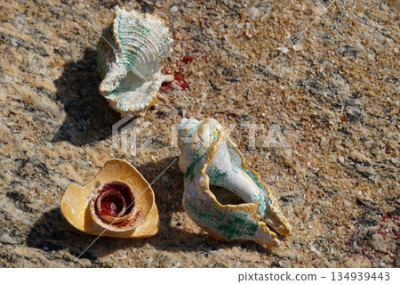 Seashells on a stone background. 134939443