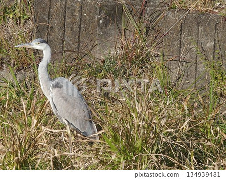 Scenery with gray herons 134939481