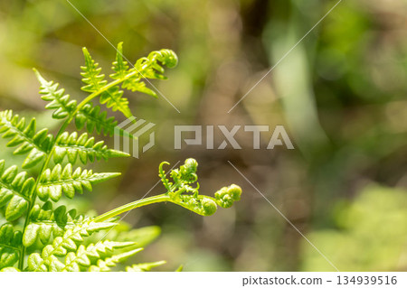 清爽的初夏清晨－蕨類植物的葉子 134939516