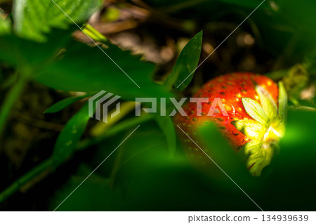 Secret Strawberry ~Early Summer's Red Fruit~ Secret Strawberry ~Early Summer's Red Fruit~ 134939639