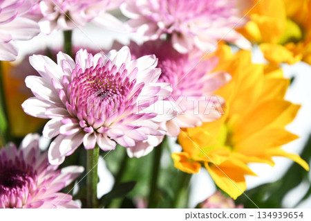 菊花（噴霧菊花） 134939654