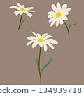 Vector set of blooming camomiles with stems and leaves.  134939718