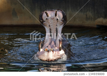 Hippopotamus with mouth open from underwater Hippopotamus with mouth open from underwater 134939800