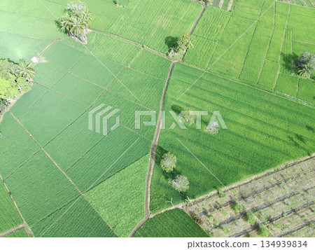 fertile and green rice fields in the afternoon fertile and green rice fields in the afternoon 134939834
