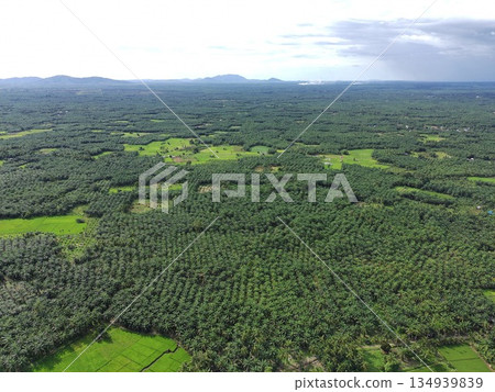 fertile and green rice fields in the afternoon 134939839
