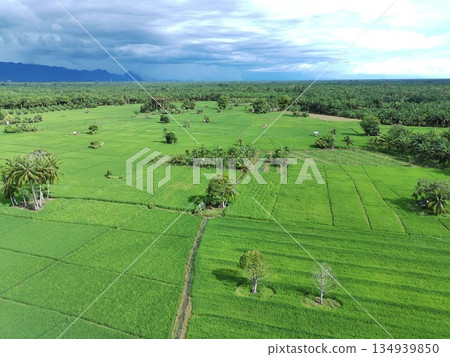 fertile and green rice fields in the afternoon fertile and green rice fields in the afternoon 134939850