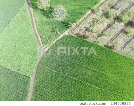 fertile and green rice fields in the afternoon 134939855