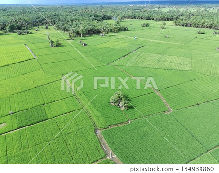 fertile and green rice fields in the afternoon fertile and green rice fields in the afternoon 134939860