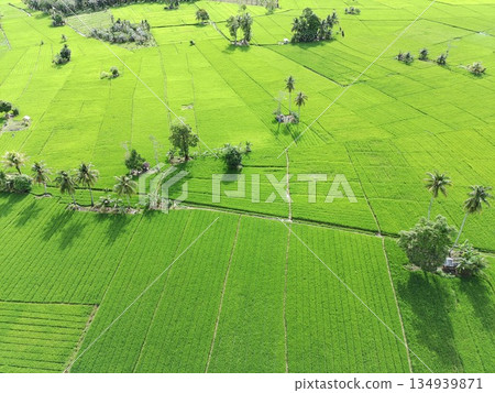 fertile and green rice fields in the afternoon fertile and green rice fields in the afternoon 134939871
