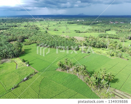 fertile and green rice fields in the afternoon 134939886