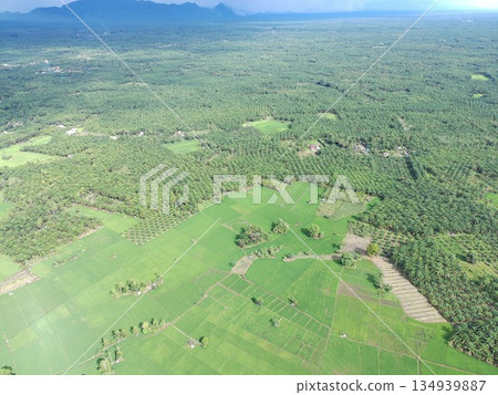 fertile and green rice fields in the afternoon fertile and green rice fields in the afternoon 134939887